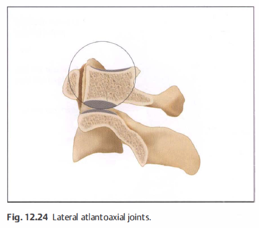 cervical spine의 구조, 생체역학 그리고 촉진 palpation technique - 꼭 다시 정리해야 - 해부학 ...