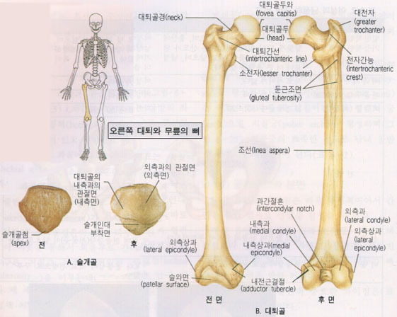 Knee Joint 강의 후 정리 숙제 및 강의계획 치료적 맞춤운동 비타미네 연구소