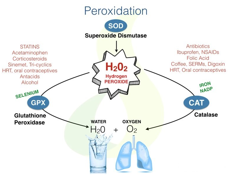 Re:Re: Catalase, a remarkable enzyme: targeting the oldest antioxidant  enzyme to find a new cancer treatment approach - anti-aging과 해독
