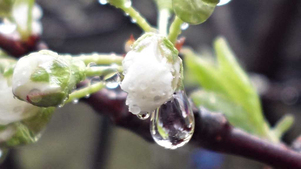 수미산 천남성 - 꽃말은 보호, 비밀, 여인의 복수, 장대한 아름다움 -