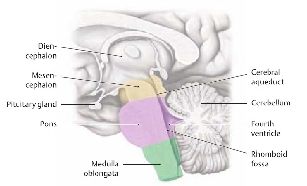 신경해부학(neuroanatomy), 인체 움직임의 뿌리 학문 - 정리중 - 해부학, 생체역학 - 치료적 맞춤운동, 비타미네 ...