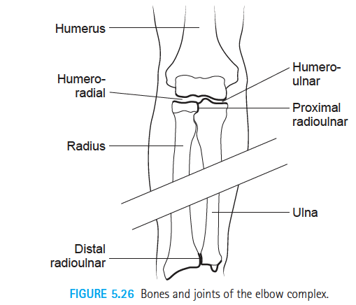 Elbow And Forearm Complex 관절가동 수기 저항운동 자가 운동 기능적 운동 정리중 해부학 생체역학 치료적 맞춤운동 비타미네 연구소