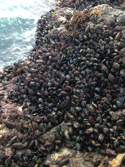 십이동파도 갯바위 출조....