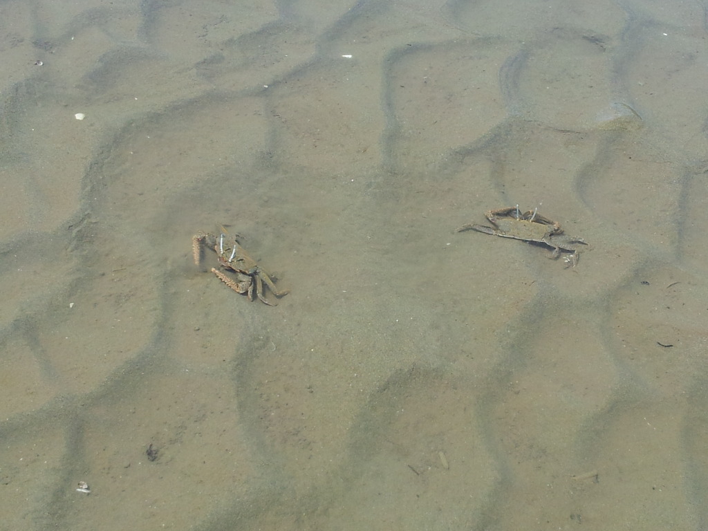 소야도 갔다왔습니다