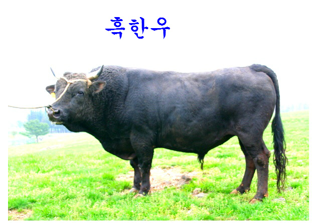 한우 스토리ㅡ한우의 품종ㅡ한우ㅡ몸 전체가 누런 황갈색을 띔ㅡ흑우ㅡ몸 전체가 흑색을 띔ㅡ백우ㅡ몸 전체가 흰색을 띔ㅡ한국소는 ...