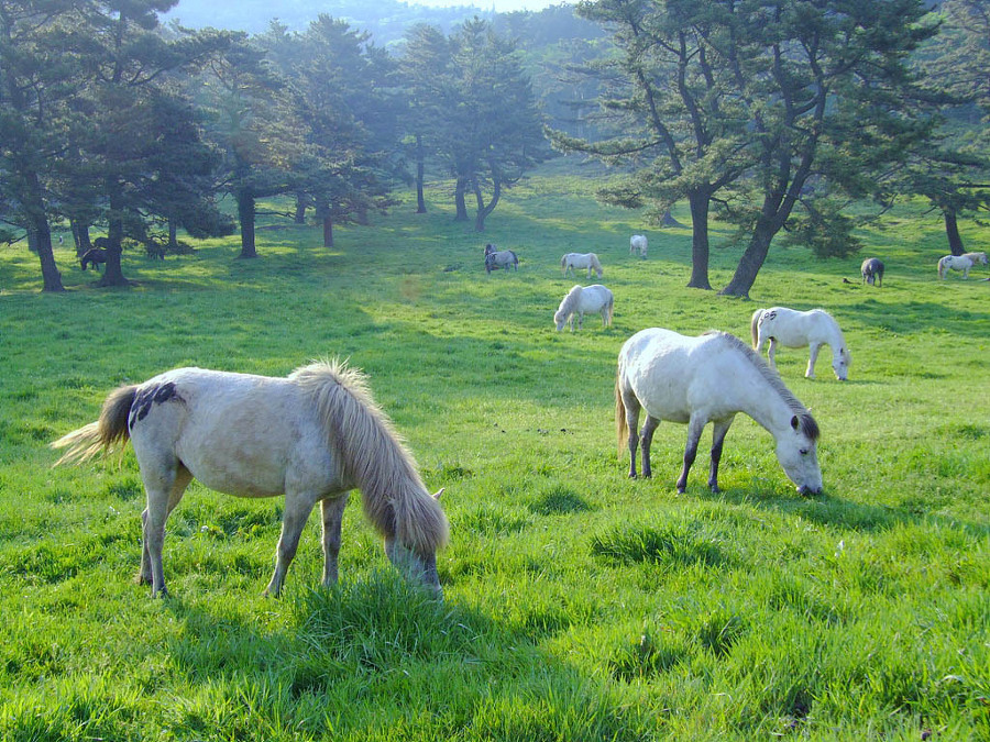 제주도의아름다운풍경
