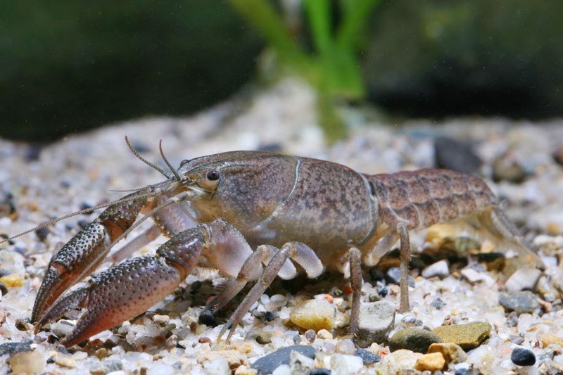 자기복제하는 대리석무늬가재(Marbled Crayfish) - ┌………┐동물포토세상 - 화촌중학교 21회 동창회