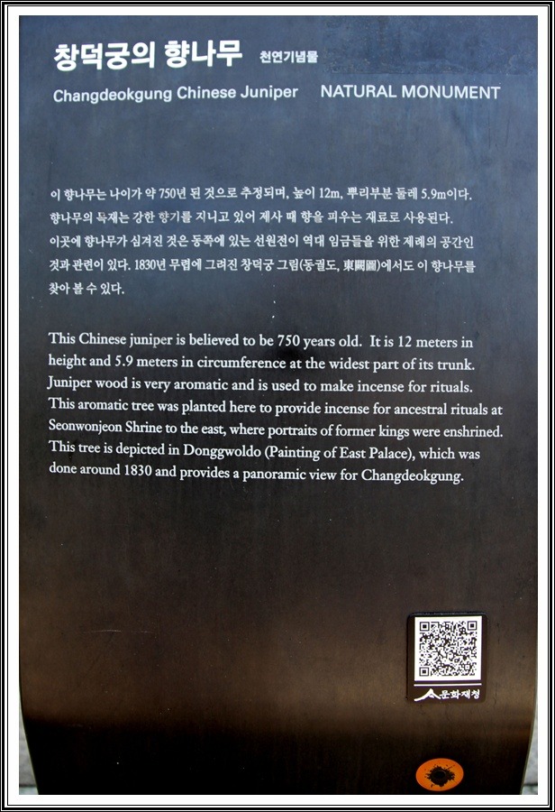 창덕궁 750년된 향나무(천연기념물)과 고목나무