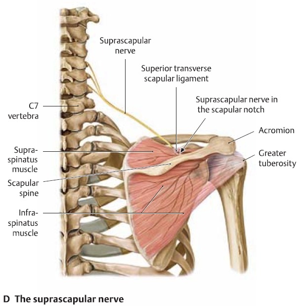 목디스크 치료와 상지의 신경 Entrapment 치료를 위한 신경해부학 대박자료 Nerve Disease 치료적 맞춤운동 비타미네 연구소