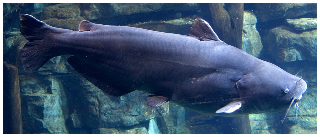 채늘 메기(Channel catfish) - ┌………┐동물포토세상 - 화촌중학교 21회 동창회