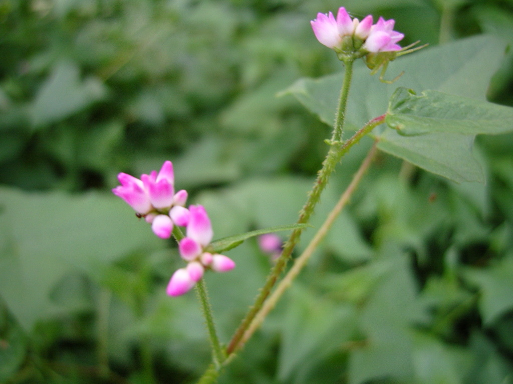 [며느리밑씻개풀]~세상에 희안한풀도 있네요.ㅎ