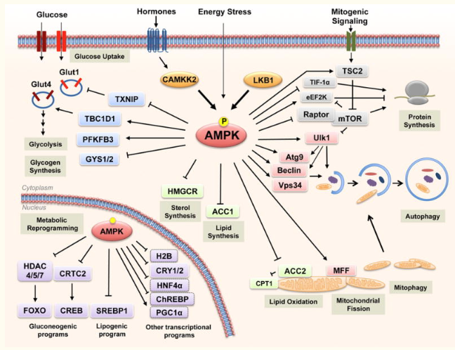 Re:Re:AMPK: mechanisms of cellular energy sensing and restoration of ...