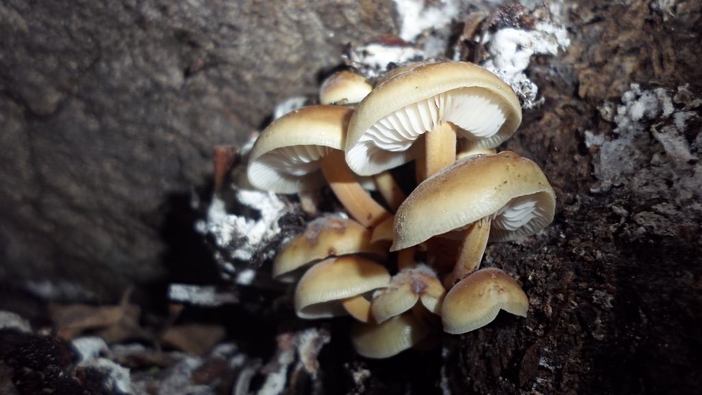 수미산 천남성 - 보호, 비밀, 여인의 복수, 장대한 아름다움 -