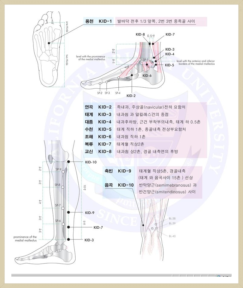 족소음신경(27) 혈자리 순서 입니다!! - 경락&경혈자료실 - 한국전통물리치료학회