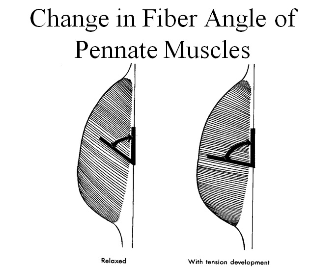 Muscle Mechanics. 대박자료 - 근육생리와 역학 - 치료적 맞춤운동, 비타미네, 영성 연구소