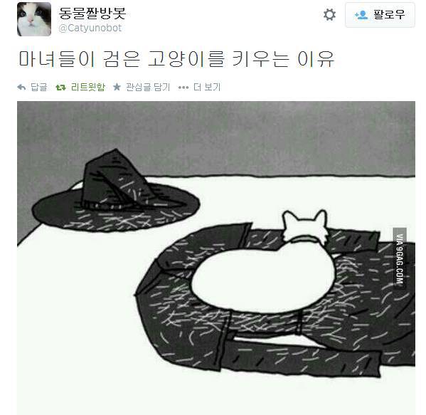 마녀들이 검은 고양이만 키우는 이유 | 인스티즈